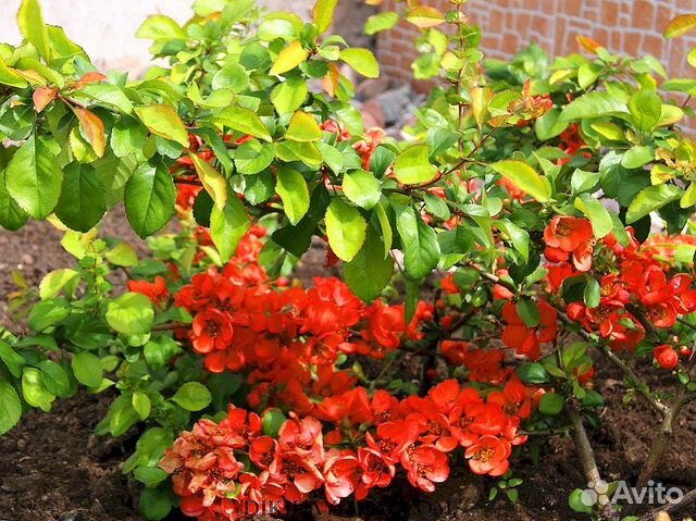 Айва японская