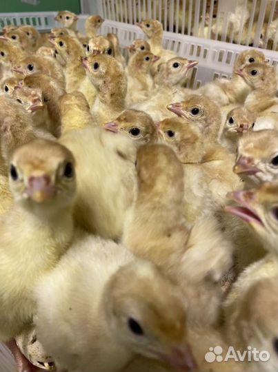 Индюшата на май, Биг 6(BUT 6)