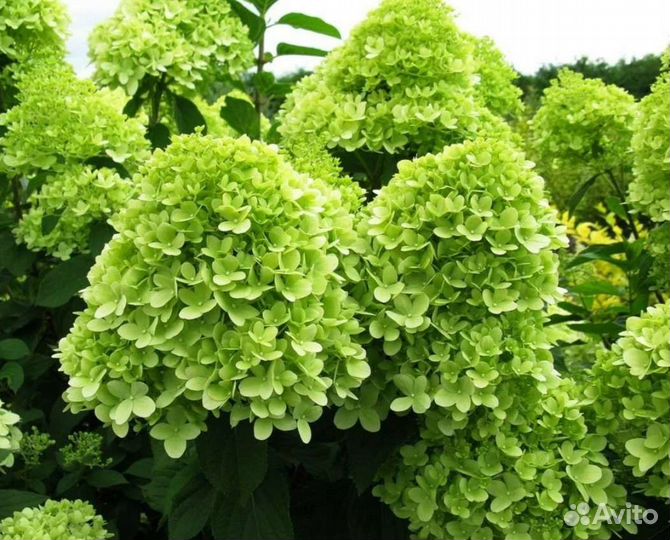 Гортензия Мохито