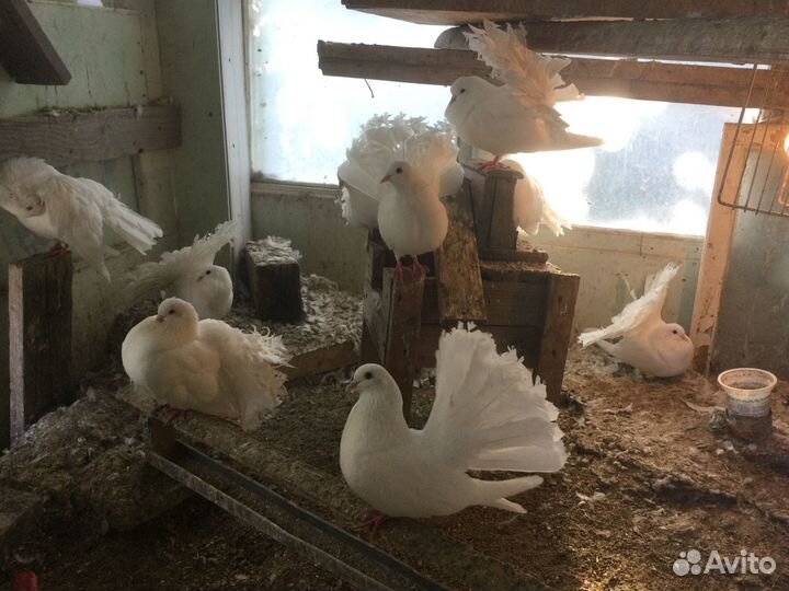 Голуби павлин