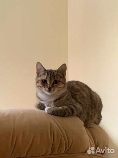 Кошка в добрые руки