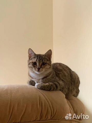 Кошка в добрые руки