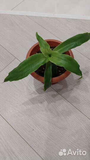 Ус золотой растение