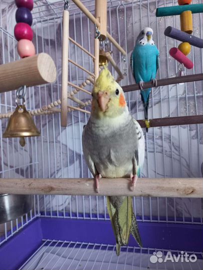 Попугай корелла птенец