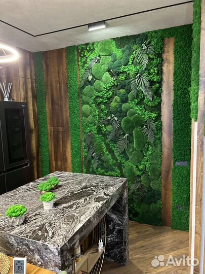 Мох пластовой. Кочки. Ягель стабилизированный