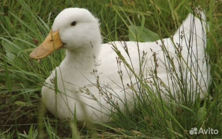 Утята Черри Велли