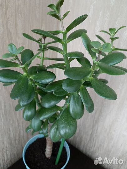 Излишки растений