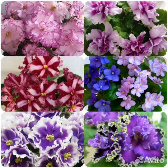 Наборы Листиков Суперских Фиалок - свежий срез