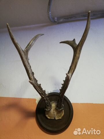 Рога косули на медальоне