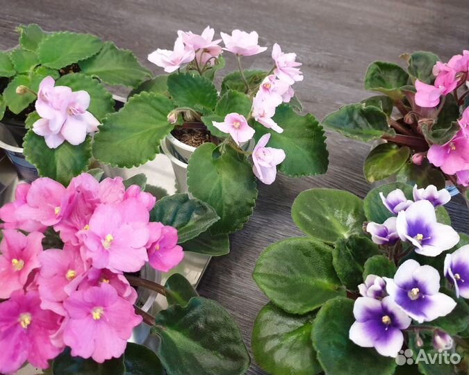 Много фиалок, сенполия, розовая белая фиолетовая