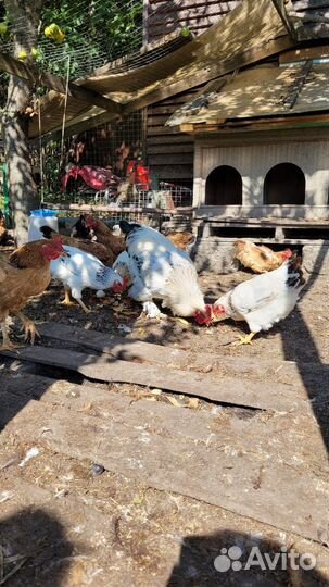 Куры петухи