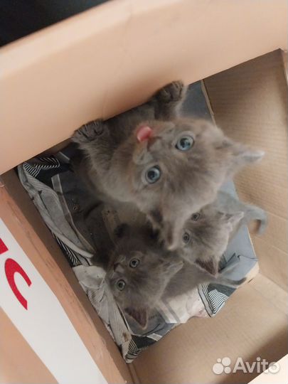 Британские котята