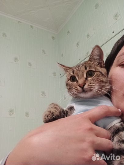 Молоденькая кошечка в добрые руки (стерилизована)