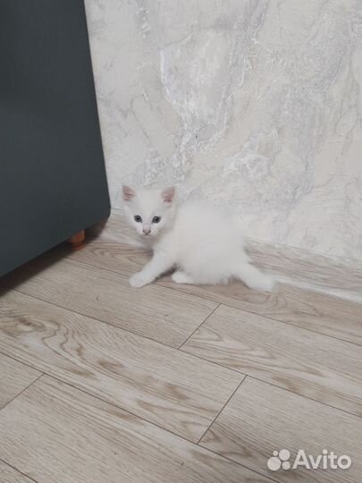 Отдам котенка