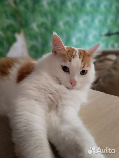 Котик в добрые руки