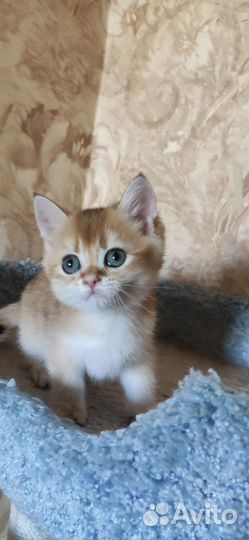 Шотландский котенок