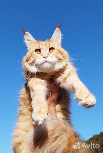 Котёнок Мейн-кун