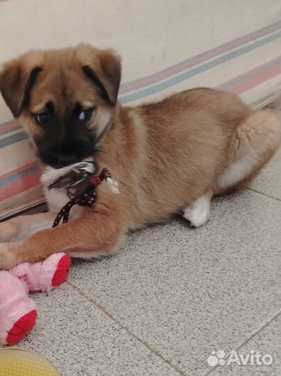 Щенки дворяне в добрые и заботливые руки