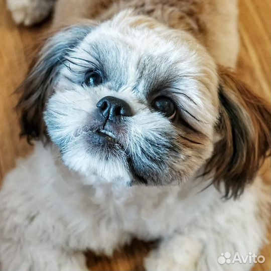 Вязка собак ши-тцу