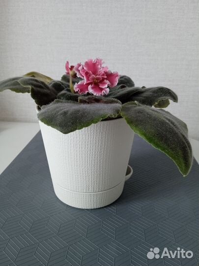 Фиалка сортовая