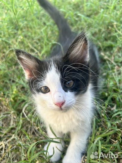 Котята в добрые руки даром