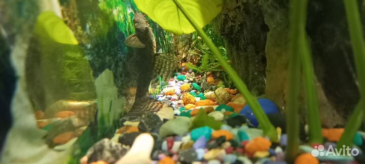 Аквариум с рыбками