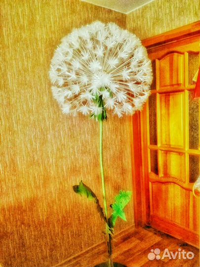 Роза ростовой цветок-светится