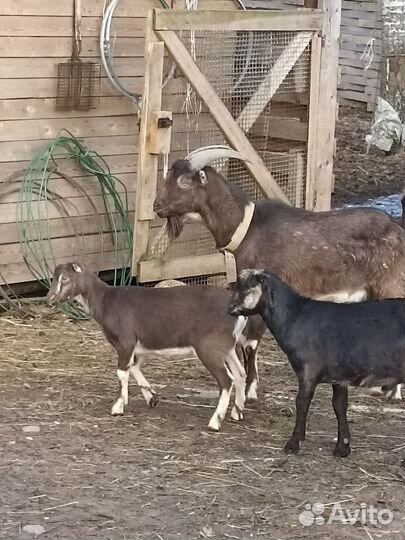 Козы ламанча