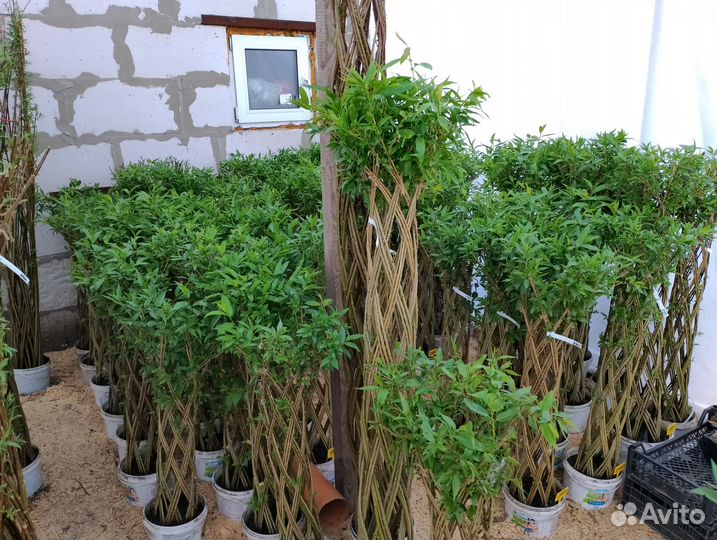 Русская пальма (плетёная ива)