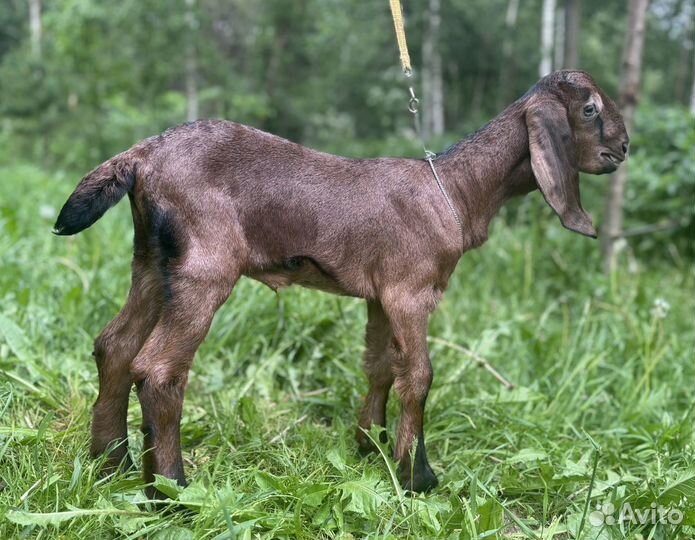 Продам нубийских и камори-нубийских коз