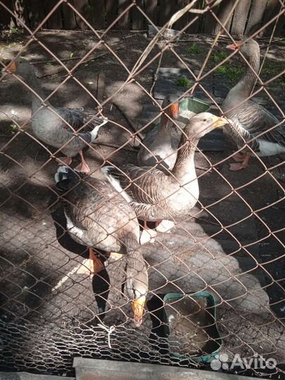 Продам семью гусей