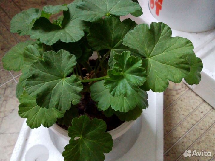 Пеларгония герань сортовая