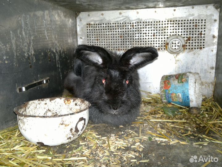 Кролики (самцы, самки)