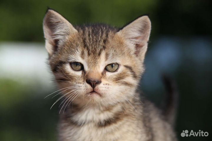 Котята в дар бесплатно