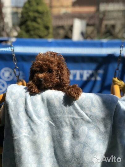 Пуделек тедди