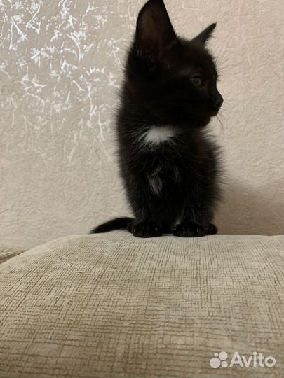 Черный котенок