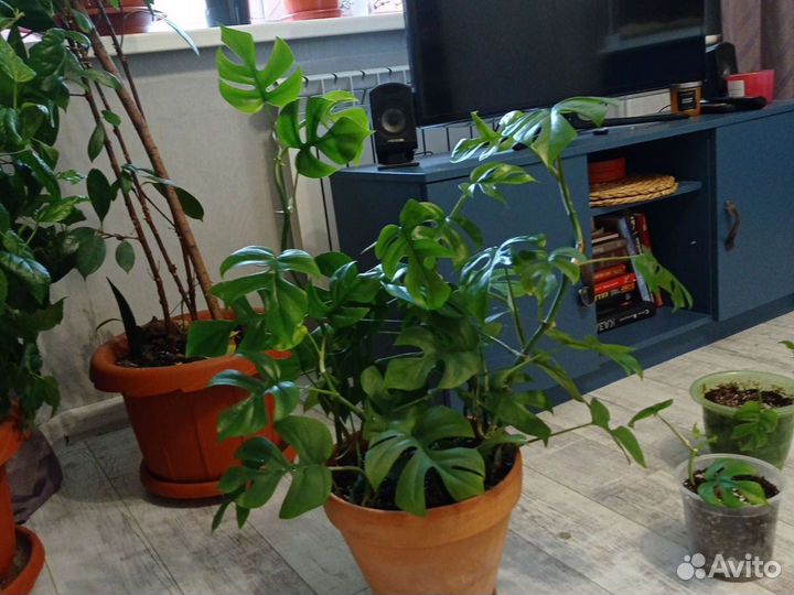 Монстера минима