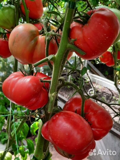 Семена коллекционных сортов томатов и перца