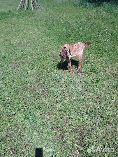 Нубийские дойные козы и козлики