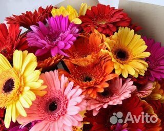 Букет из 49 гербер стандарт микс