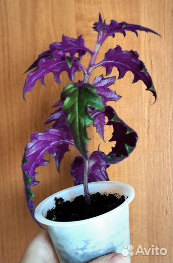 Гинура (синяя птица)