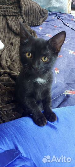 Британский