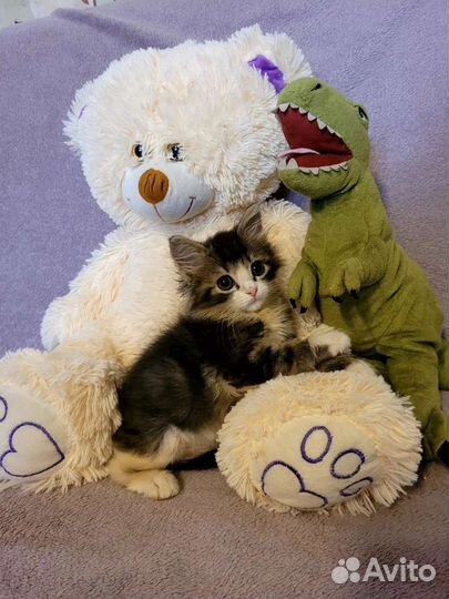 Красавчик котенок ищет себе Семью