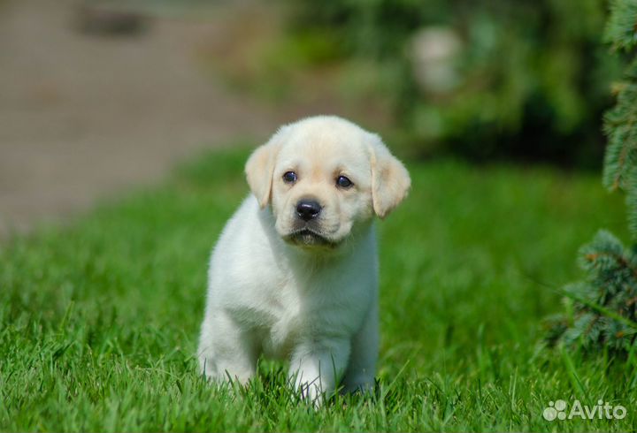 Продам щенков лабрадора