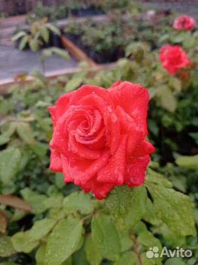 Саженцы акционных роз