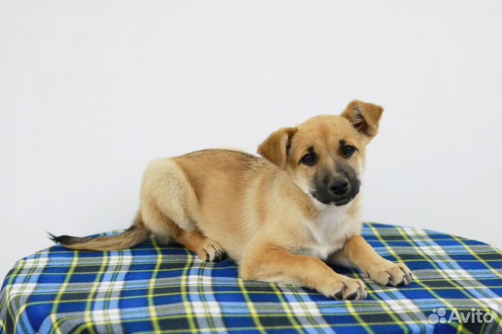 Щенок для вас