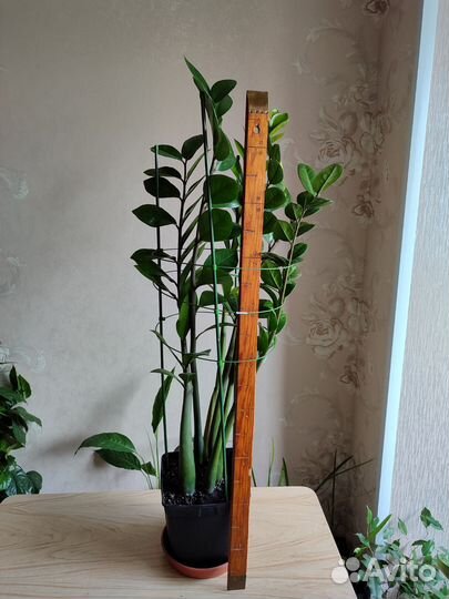 Замиокулькас