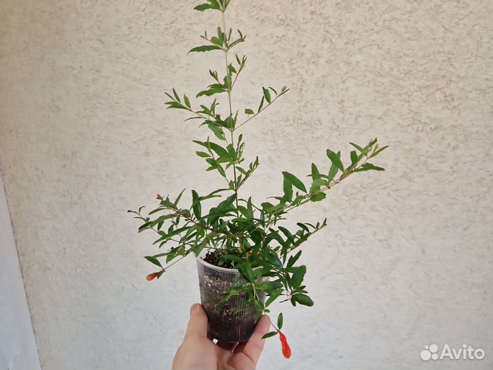 Гранат нано