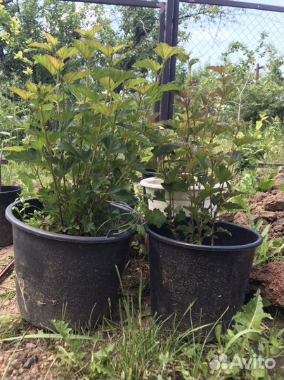 Пузыреплодник фиолетовый