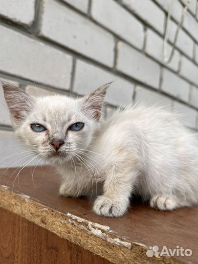 Кошечка в добрые руки